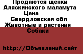 Продаются щенки Аляскинского маламута  › Цена ­ 20 000 - Свердловская обл. Животные и растения » Собаки   